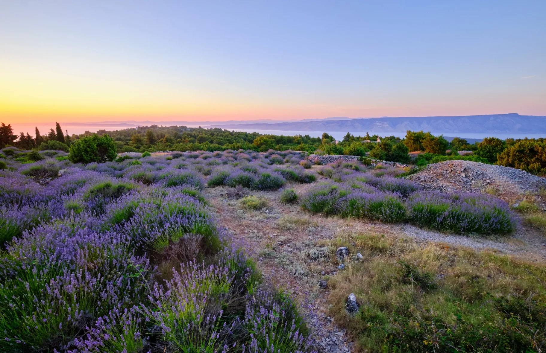 Lavendelfelder auf Hvar mit Blick aufs Meer im Abendlicht